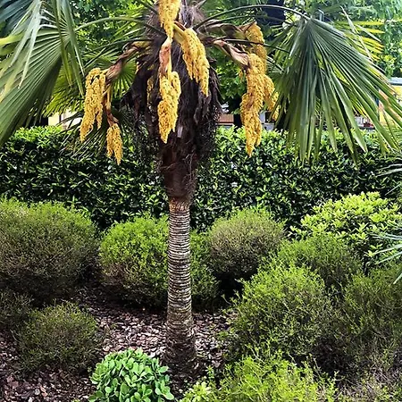 Apartament Riviera *